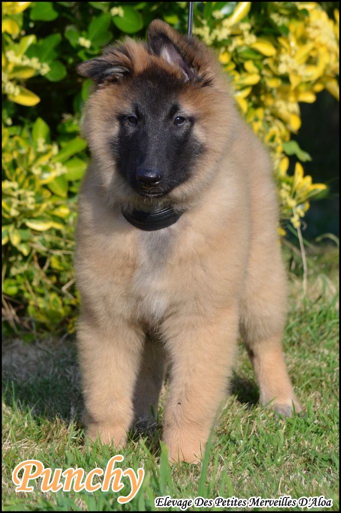 Des Petites Merveilles D'Aloa - Chiots disponibles - Berger Belge