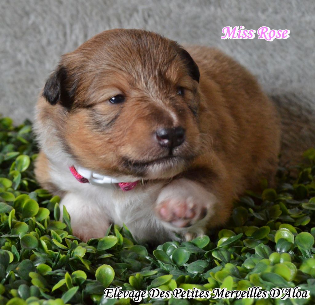 Des Petites Merveilles D'Aloa - Chiots disponibles - Shetland Sheepdog